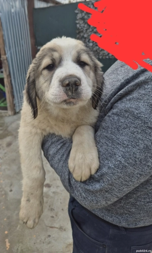 Ciobănești de Bucovina