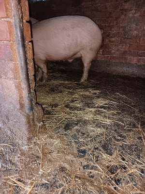 Vand porci 15 kg  - imagine 3