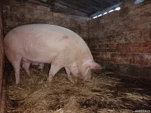 Vand porci 15 kg  - imagine 2