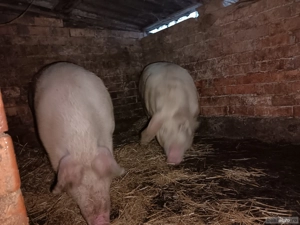 Vand porci 15 kg  - imagine 4