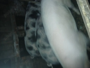 Vad porci între 120 -180kg