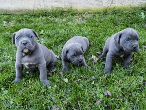 Pui Cane Corso Gri