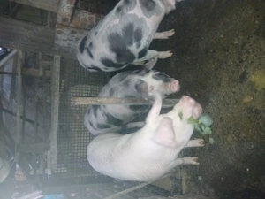 Vad porci între 120 -180kg - imagine 2