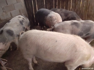porci de la 40până la 250kg de vânzare 