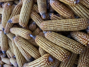 Porumb Pioneer recolta 2025