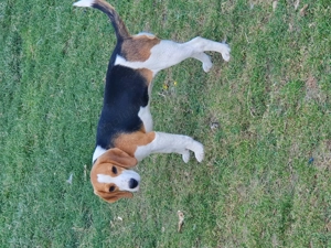 Beagle catelusa 4luni 