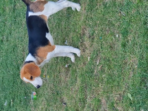 Catelusa Beagle 