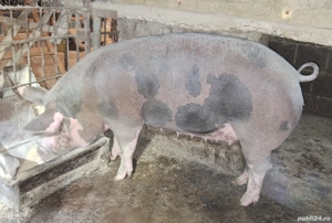 porc de vanzare - imagine 2