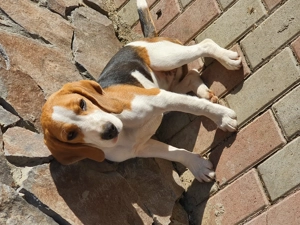 Catelusa Beagle  - imagine 2