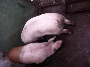 Porci pt craciun - imagine 2