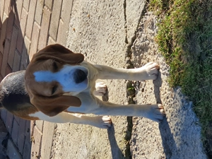 Catelusa Beagle  - imagine 3