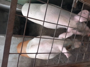 Porci de vinzare  - imagine 2