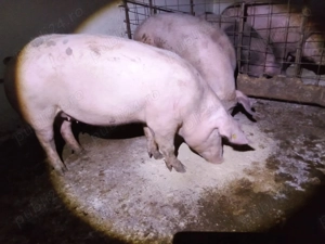 porci pentru Craciun