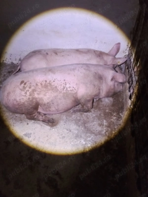 porc de casă, de vanzare - imagine 3