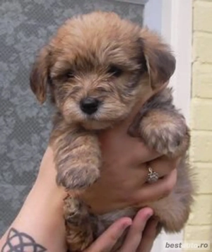 catelusa havanez maro