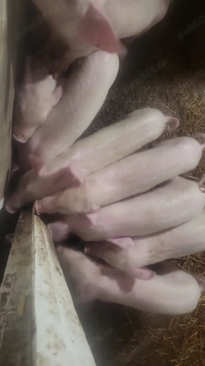 DE vinzare purcei 8 săptămâni  