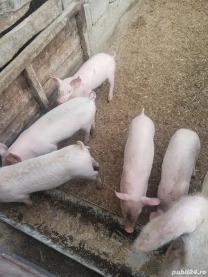 vand purcei de 7 săptămâni