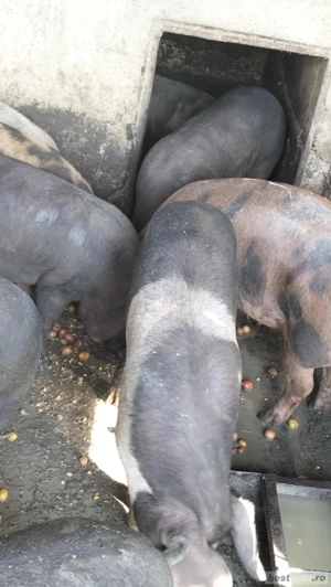 Vînd porci  - imagine 5