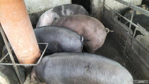 Vînd porci  - imagine 4