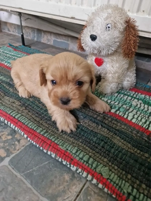 Bishon havanez  - imagine 2