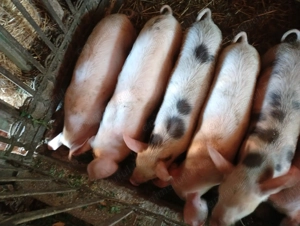 Vând purcei, marele alb cu pietran