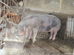 De vânzare purcea peste 160 kg,16 lei kg un viu