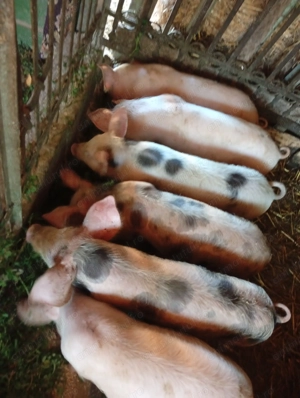 Vând purcei, marele alb cu pietran - imagine 2