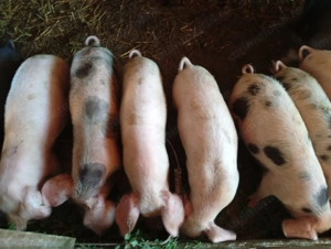 Vând purcei, marele alb cu pietran - imagine 3