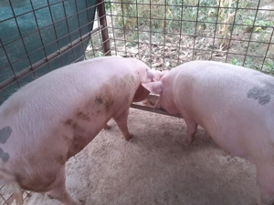 Porcii de vânzare  - imagine 2