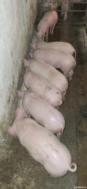 purcei landrace pietrain 