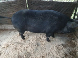 Vând porc.pentru mai multe detalii la nr de tel.