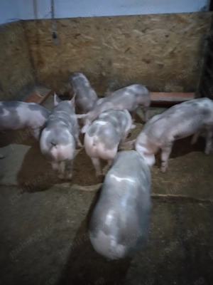 Purcei pietran  - imagine 2