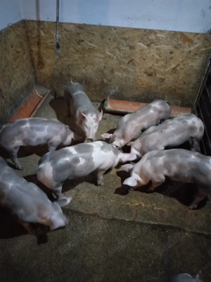 Purcei pietran  - imagine 4