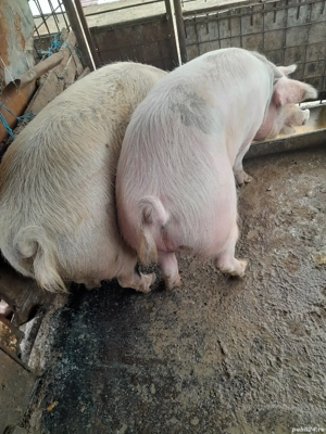 Vând 2 porci 170kg (ofer transport) 