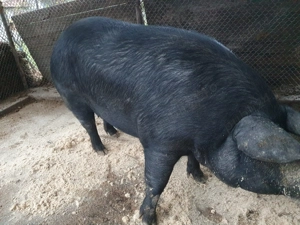 Vând porc.pentru mai multe detalii la nr de tel. - imagine 3