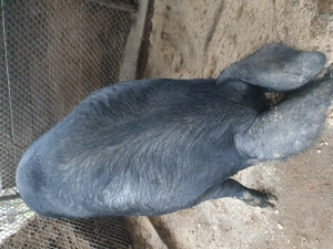 Vând porc.pentru mai multe detalii la nr de tel. - imagine 4