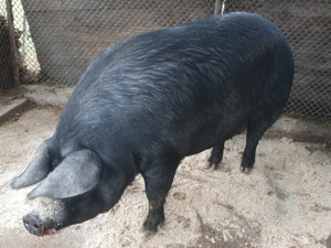 Vând porc.pentru mai multe detalii la nr de tel. - imagine 2