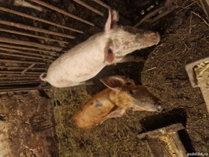 porci, 1200 de lei ambii