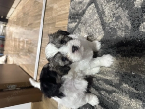 bishon        - imagine 4