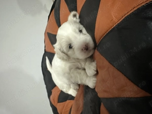 bishon        - imagine 3