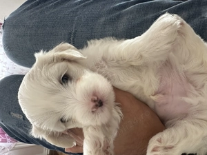 bishon        - imagine 5