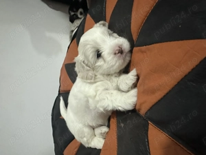 bishon        - imagine 2