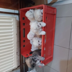 Cățeluși  drăgălași 