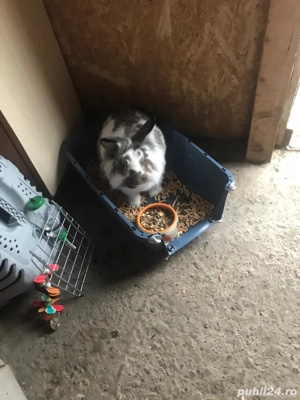 vand iepure pitic - imagine 2