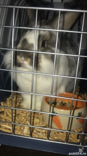 vand iepure pitic - imagine 3