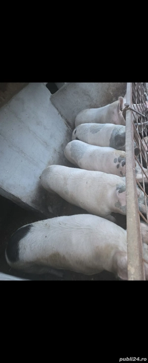 vand porci  - imagine 2