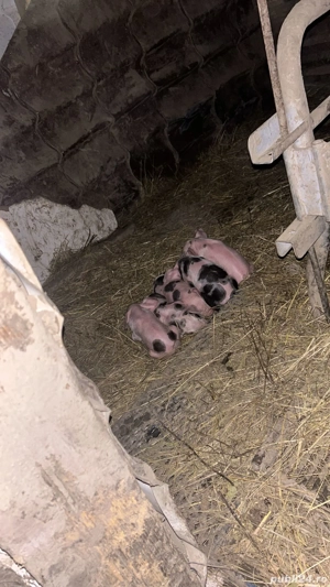 vând scroafă cu purcei sau care urmează să fete în cateva zile sau pietran belgian original - imagine 2