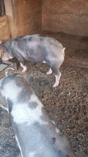 Porci de vânzare.... - imagine 2