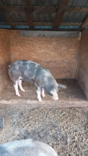 Porci de vânzare....