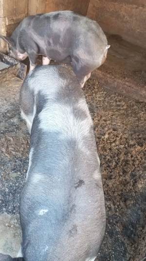 Porci de vânzare.... - imagine 3